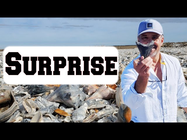 Hurricane Surprise Coolest Things While Shelling On The Barrier Islands Shell Shark Tooth Fossil class=