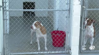 Wakulla Animal Shelter Challenge aims to save animals
