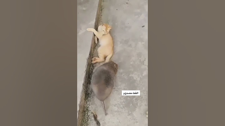 فأر كبير جدا و القط مو مستوعب مصدوم هههههههه