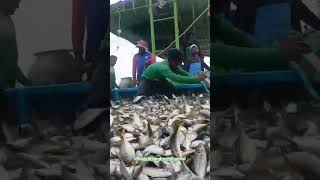 അയില ചാകര ???fish fishing sea seafood fishingvideo viral trending youtube shortsvideo