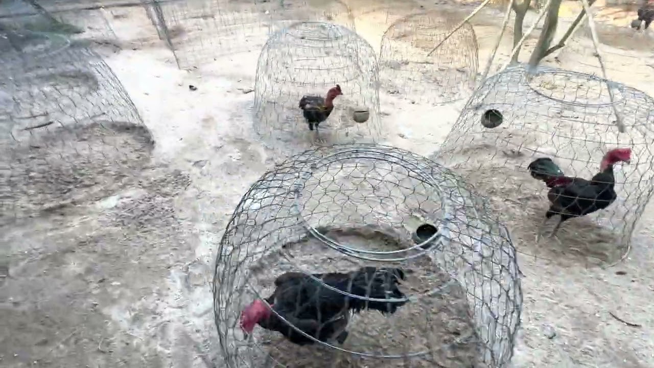 Tham quan trại gà Ba Bảo Bình Định tại Củ Chi