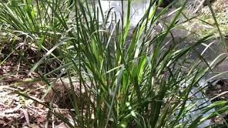 Dimarni In The Forest