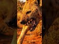 WHY DID IT VANISH? Dinocrocuta: The One-Ton "Hyena" #documentary