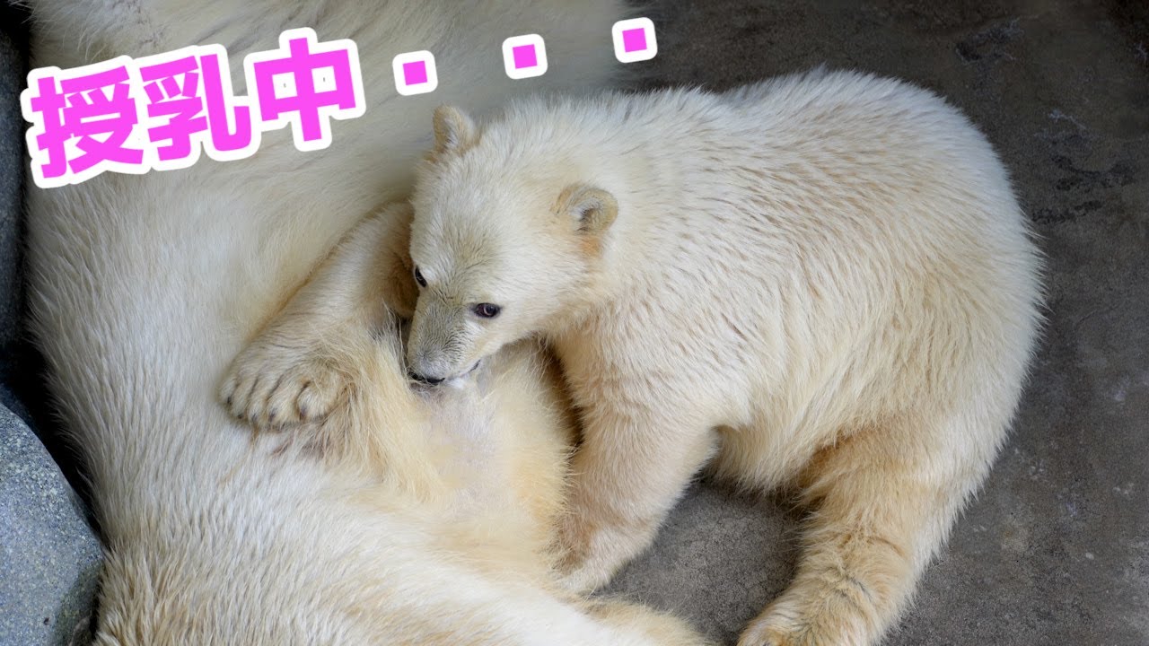 フブキはまだまだ母乳を飲んで成長します！【187日齢】