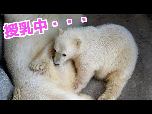 フブキはまだまだ母乳を飲んで成長します！【187日齢】 - YouTube