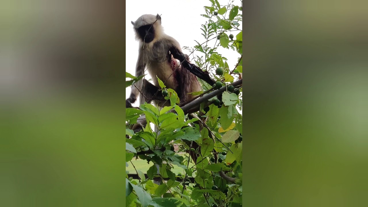 Monkey Injured - YouTube