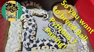 So you want to Breed Ball Pythons 7; Pairing Net Worth