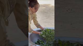 proses pembuatan teh tradisional