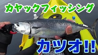 カツオが釣れたよー【カヤックフィッシング】