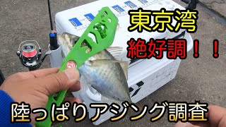 内房アジング絶好調 秋の良型入れ食い Youtube