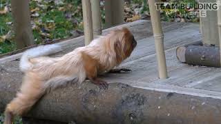 Adding more inserts to the primate feeding stations