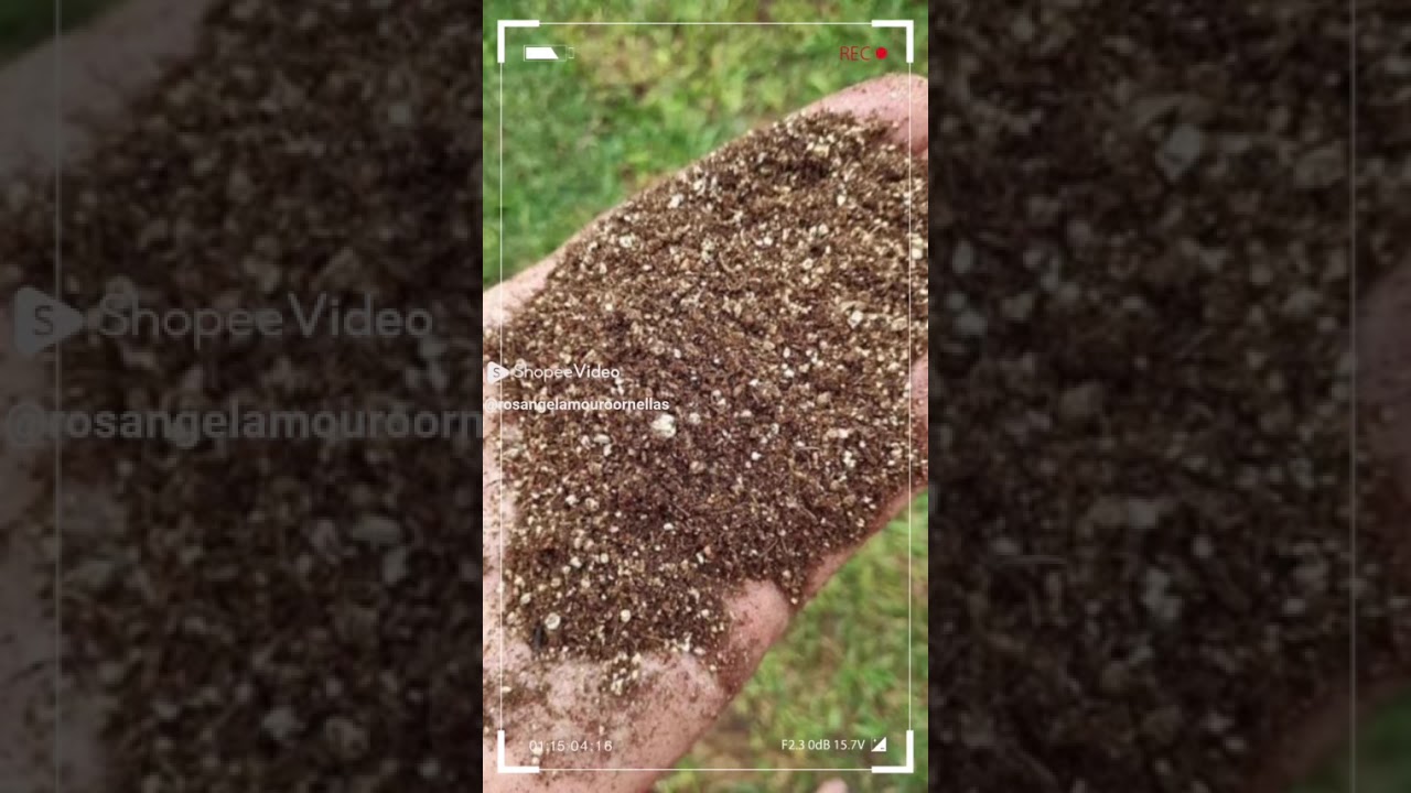 Substrato Carolina Soil 