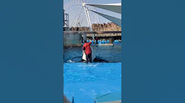 شاهد فيديو جيسيكا ريدكلوف و الحوت الذي أكلها بعد سنوات من تربيته Jessica Radcliffe Orca Attack Video 