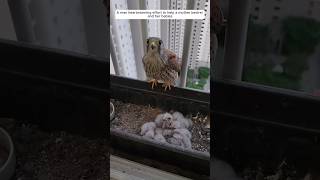 A Man Heartwarming Effort To Help A Mother Kestrel And Her Babies