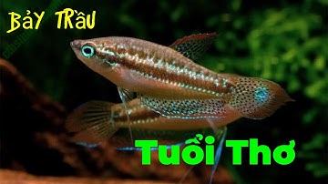 Cá Bảy Trầu, Dòng Cá Của Tuổi Thơ |  Cường Betta