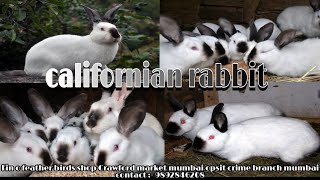 californian rabbit breeders ||california white rabbit californian rabbit breeders ||california white rabbit