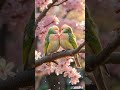 Lovebirds in Bloom &ndash; A Romantic Spring Moment! 🌸💛#nature #shorts  #birds #oiseau #wildlife #aibirds