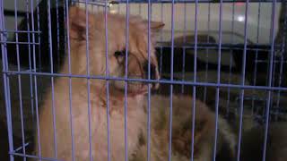 Beautiful Pomerian & Chow Chow Puppies || OG Kennel || Patiala Dog Show