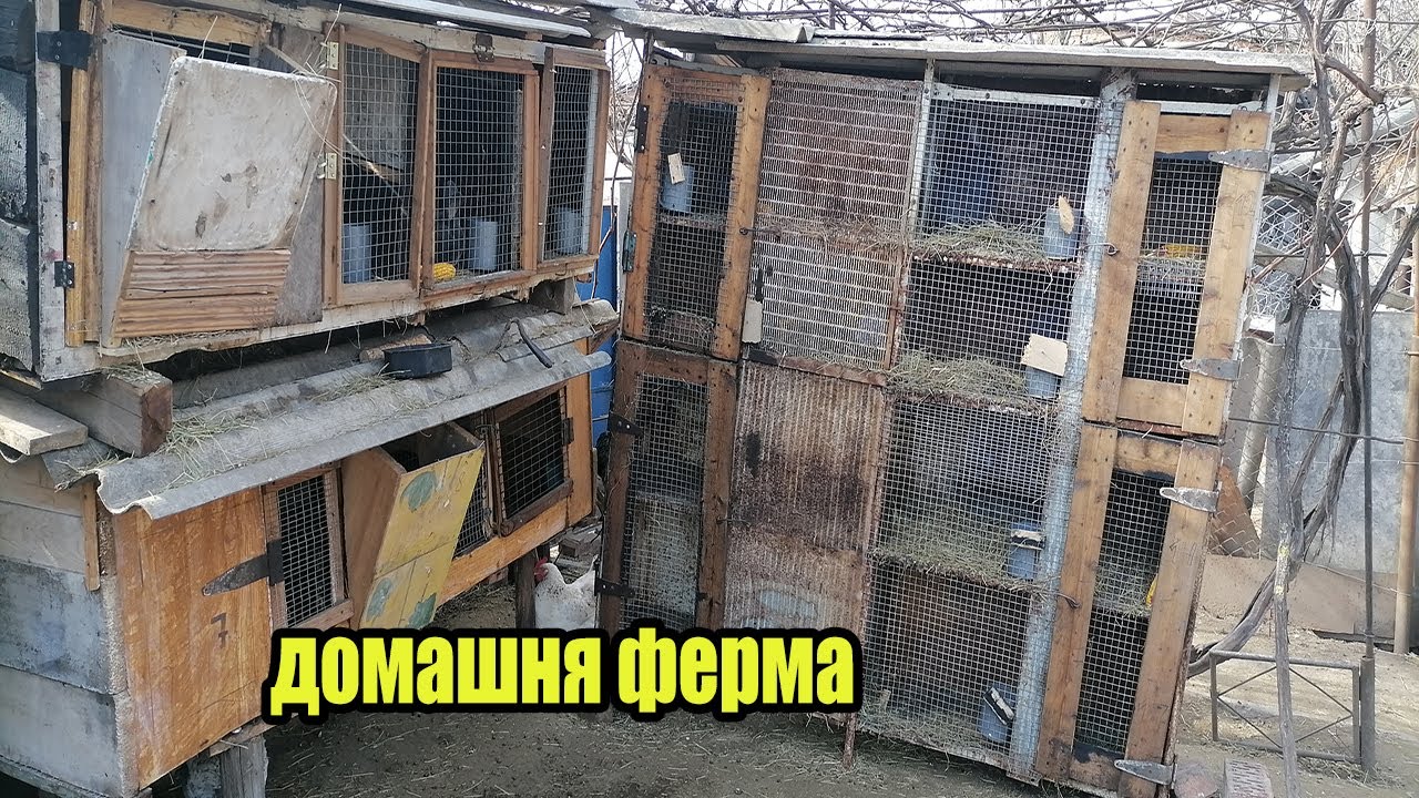 ДОМАШНІЙ ФЕРМЕР : Маленька домашня ферма кроликів
