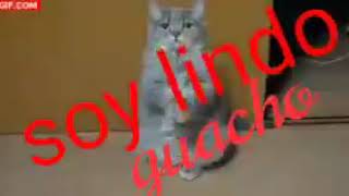 Risaaa Si Te Ríes Pierdes