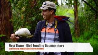 First Timer-Bird Hand Feeding Short Documentary @ Dandenong Ranges Sherbrooke Forest