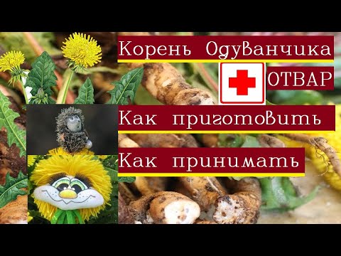 Корень одуванчика лечебные свойства/Корень одуванчика как заваривать/Лекарственные травы России