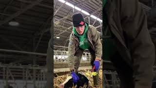 How to tag a calf! #farmlife #farming #cows