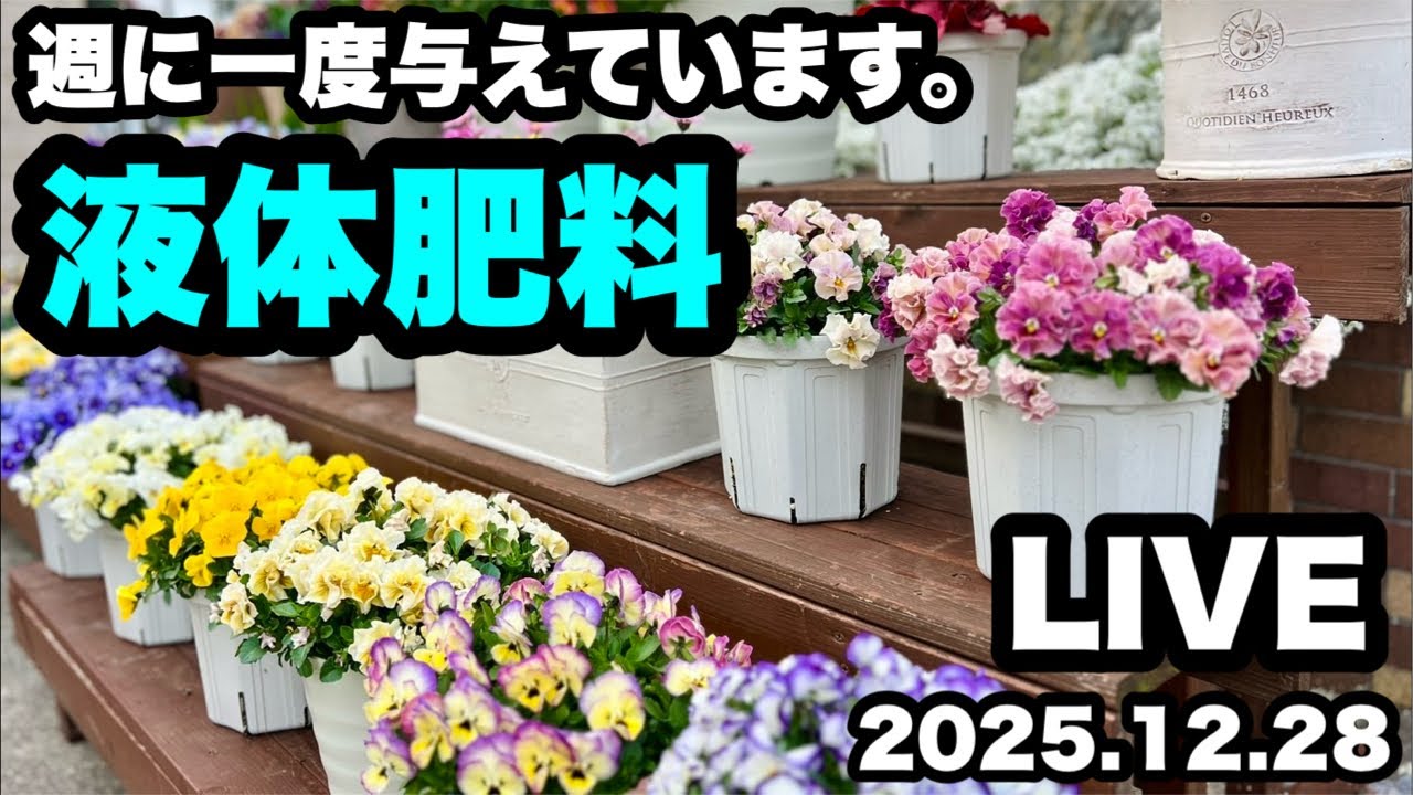 ◇Live video of applying liquid fertilizer once a week🌿 - YouTube
