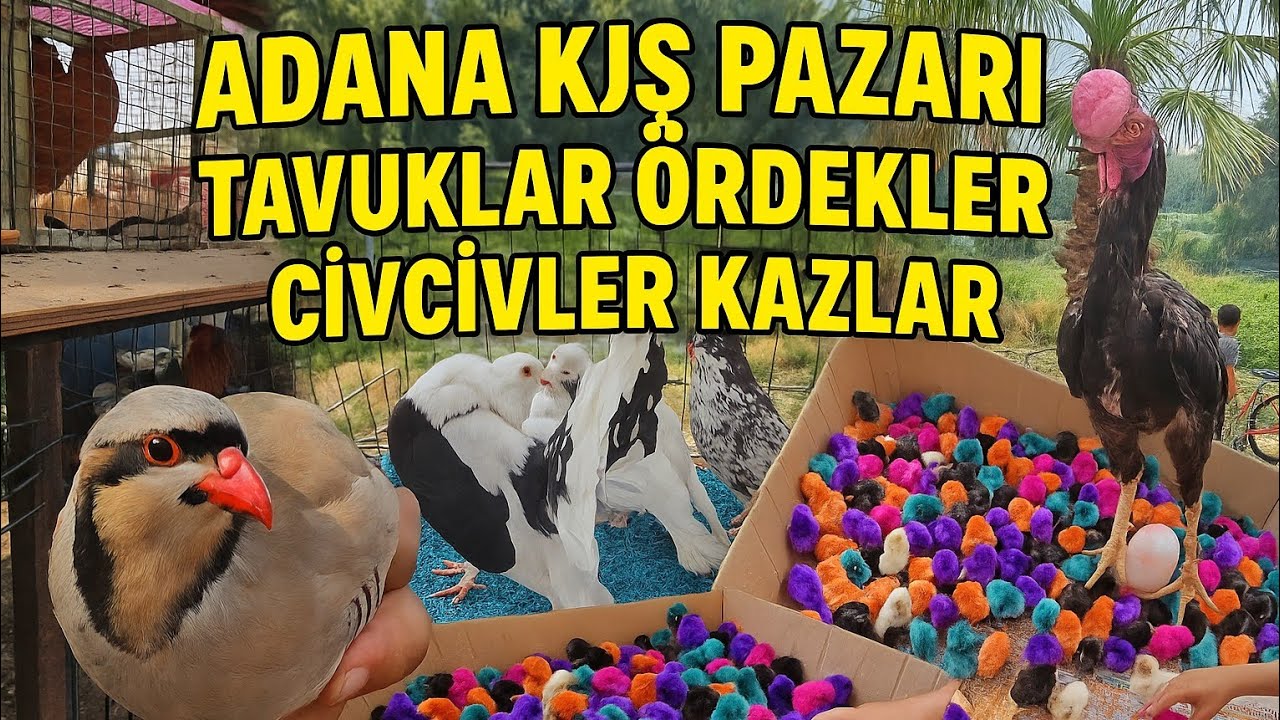 ADANA KUŞ PAZARI | Tavuklar, Ördekler, Civcivler ve Daha Fazlası! 🐓🦆🐣