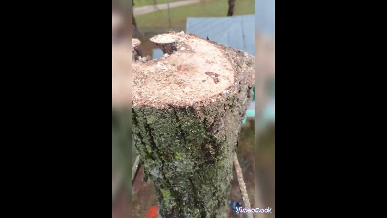 Удаление гнилого дерева!!! - YouTube
