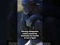 Grieving chimpanzee carries her dead baby for months at zoo #shorts