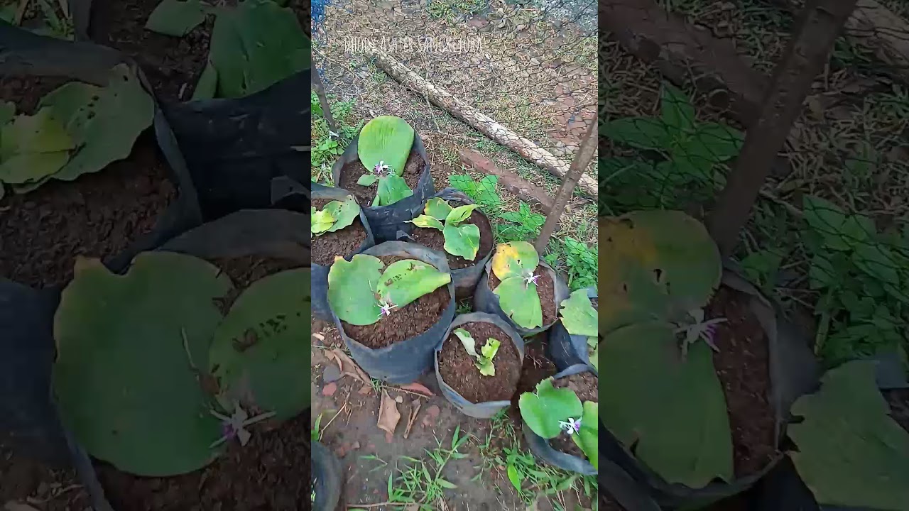 CARA MENANAM KENCUR DI POLYBAG 