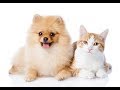 「絶対に笑う」あり得ないことをする犬★おもしろい犬のハプニング, 失敗画像集 #6
