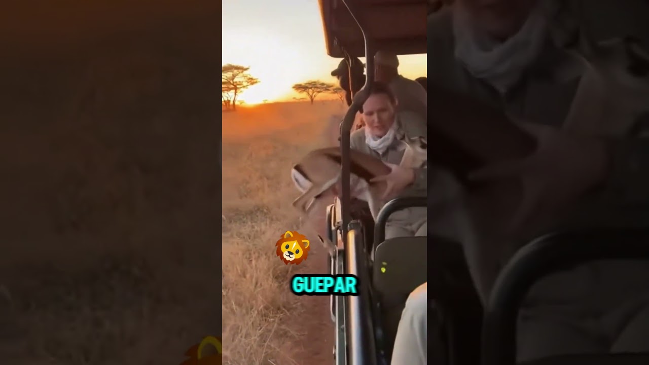 Gazela INVADE carro para FUGIR de predador! 🐯🥶