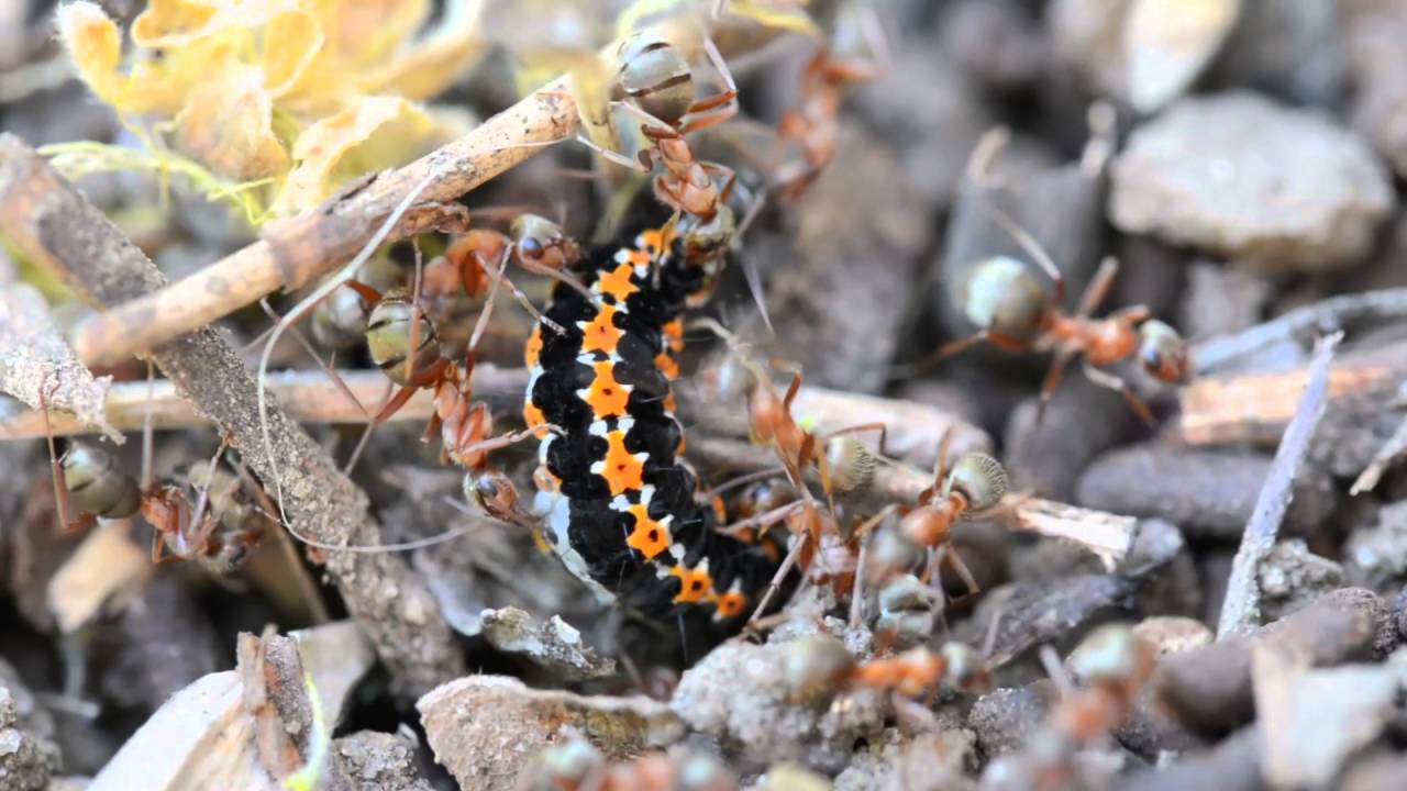 Ants Eating A Caterpillar YouTube