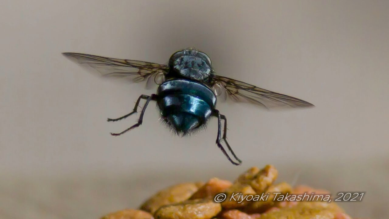 Slow Motion ケブカクロバエ Aldrichina Grahami Chronos 2 1 Highspeed Youtube Slow Motion ケブカクロバエ Aldrichina Grahami Chronos 2 1 Highspeed Youtube
