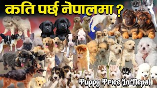 All Kind Of Dog Price In Nepal 2023 || नेपालमा पाइने कुकुरहरुबारे सम्पूर्ण जानकारी || Royal Kennel |