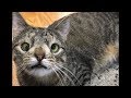 見た目で安楽死が決定した猫。その後の姿に涙する！