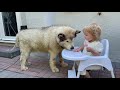 Are Alaskan Malamutes Good With Children?? の動画、YouTube動画。