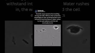 How Penicillin Makes Bacteria Burst