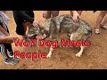 Friendly Wolfdogs Meet & Interact WIth People On A Crowded Colorado Trail Great Moments W Your Pets