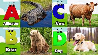ABC Animal Sounds 37TH3 | Nursery Rhyme for Kids | Koko Study Class