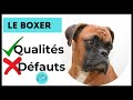 Tout savoir sur le chien boxer caractre  qualits et dfauts