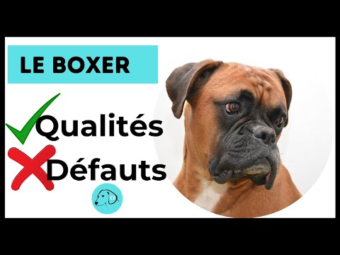 Vidéo: Problèmes de peau chez les chiens boxeurs