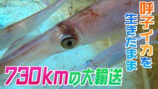 独占密着 Jr西日本が 輸送革命 に挑戦 呼子のイカをイカしたままイカに運ぶ 佐賀 京都730 Youtube