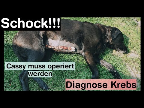 Video: Brustkrebs Bei Hunden (Mammatumoren)