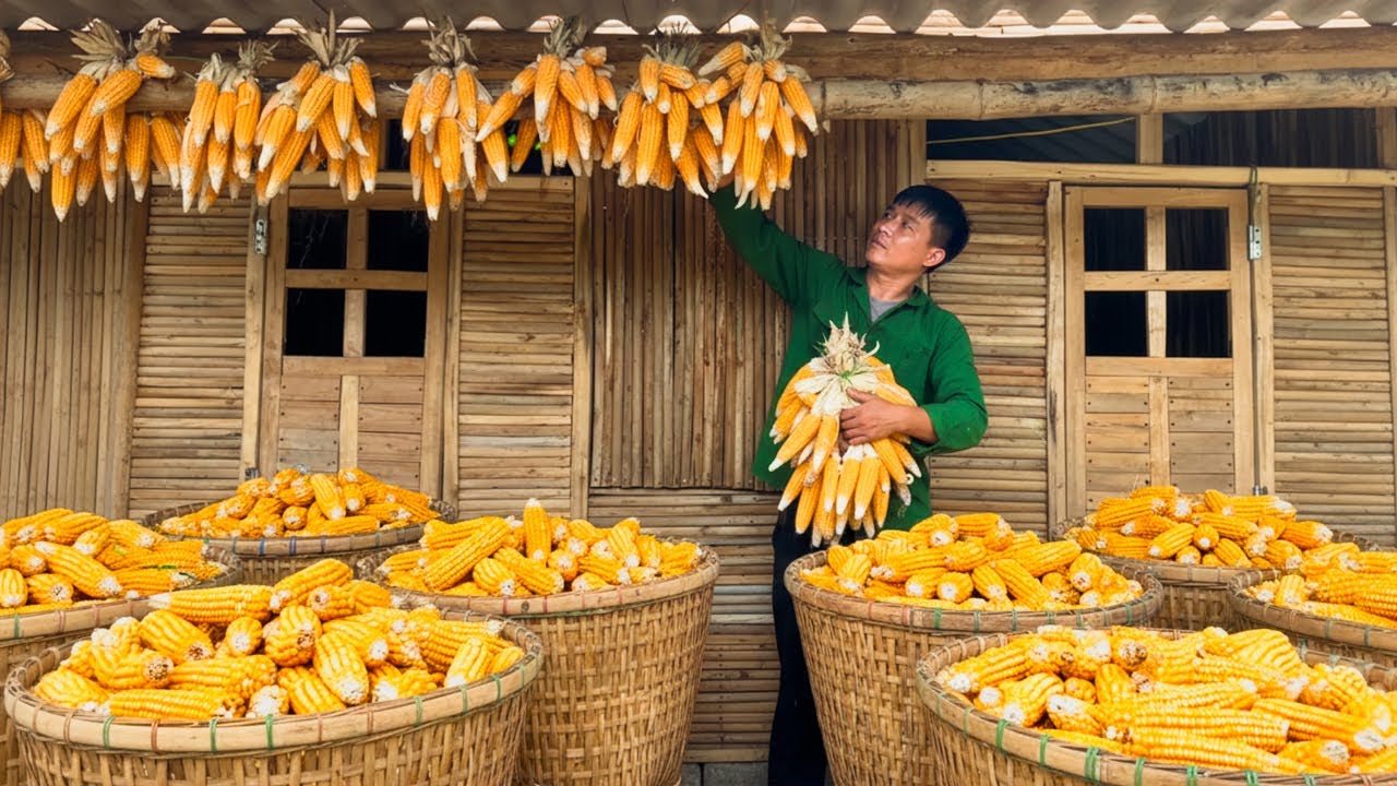 The Hardworking Farmer Went Into The Forest To Harvest Bamboo Shoots | Harvesting, Gardening, Market