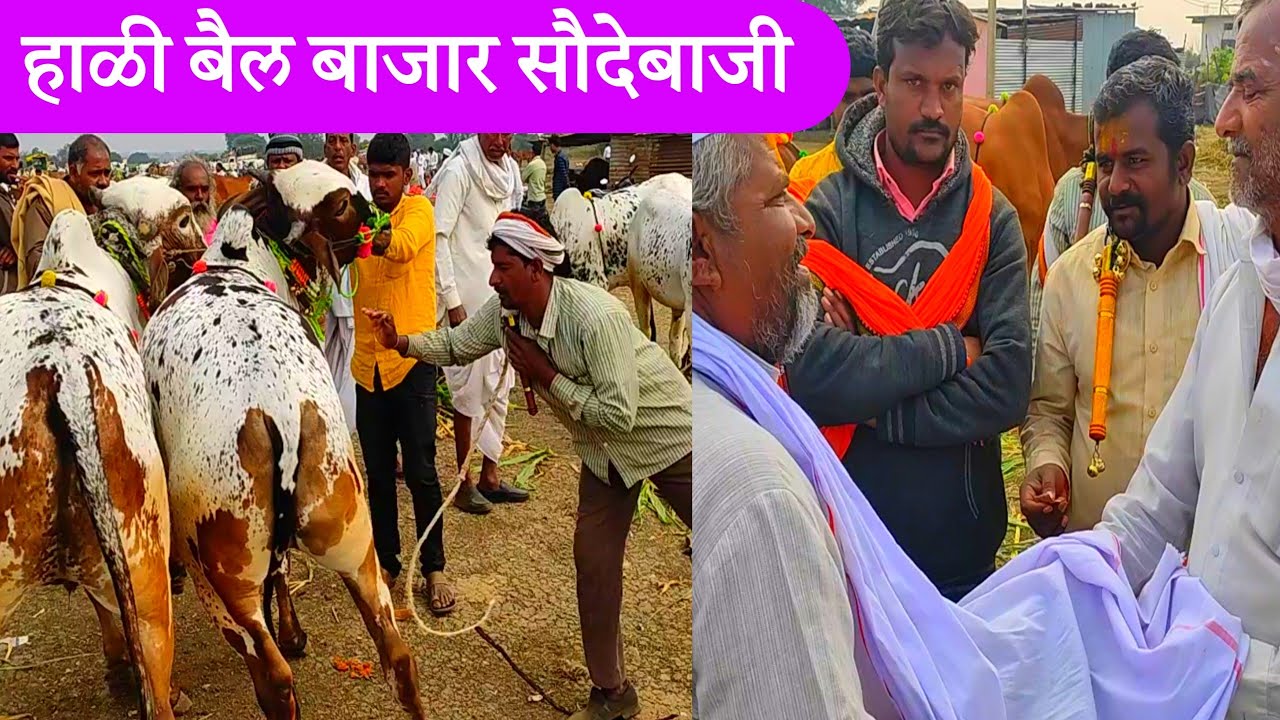 नाथराम सुरनर यांच्या दावणीवरील बैल जोडांची सौदेबाजी, haali bail bajar