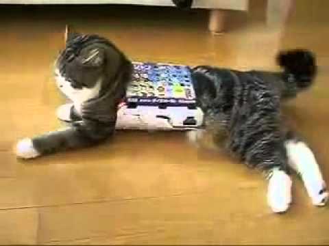 Katze Flutscht Durch Den Karton Fun Youtube