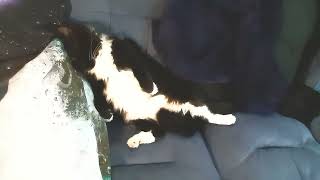 Purr purr lullaby - Mr. Darcy, tuxedo cat by Cat Diary - just sharing days of being a cat 122 views 1 month ago 1 minute, 1 second